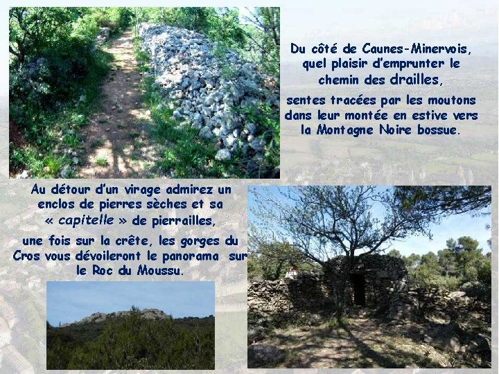 Du côté de Caunes-Minervois, quel plaisir d’emprunter le chemin des drailles, sentes tracées par