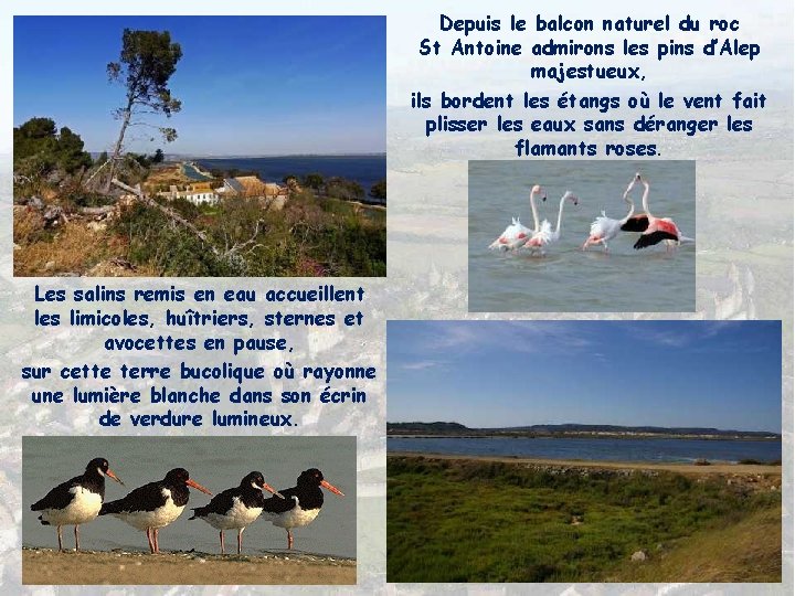 Depuis le balcon naturel du roc St Antoine admirons les pins d’Alep majestueux, ils Depuis le balcon naturel du roc St Antoine admirons les pins d’Alep majestueux, ils