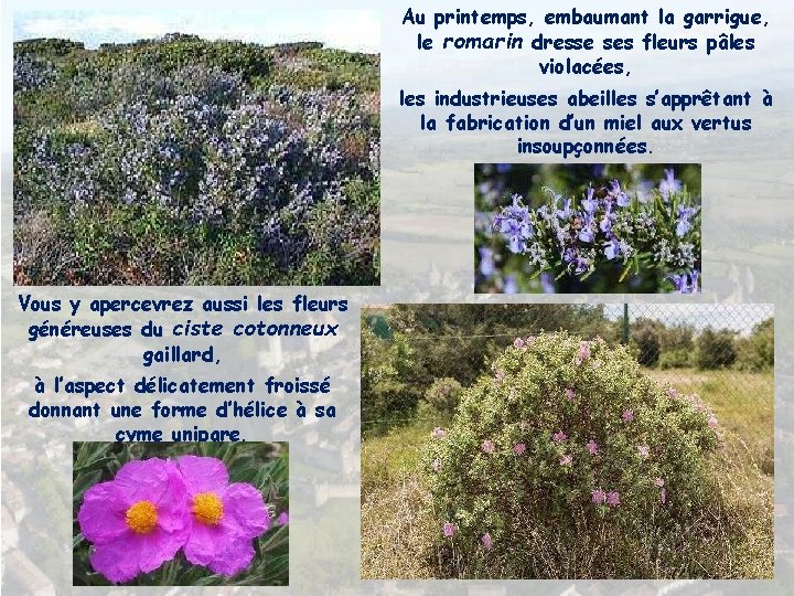 Au printemps, embaumant la garrigue, le romarin dresse ses fleurs pâles violacées, les industrieuses