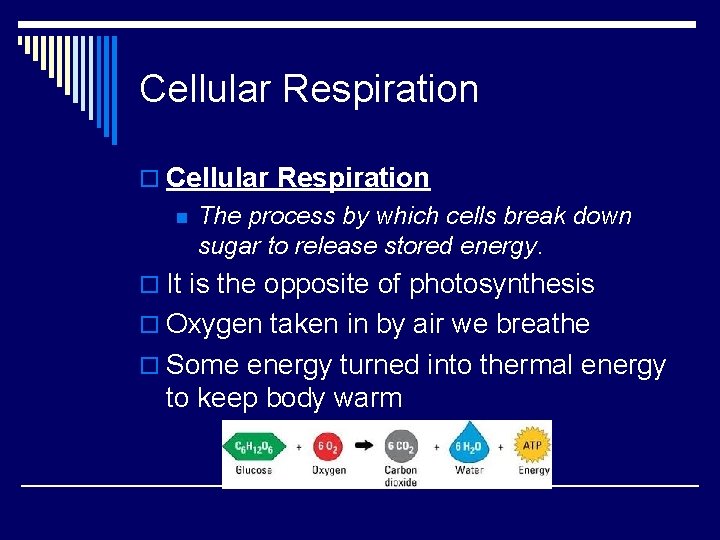 Cellular Respiration o Cellular Respiration n The process by which cells break down sugar