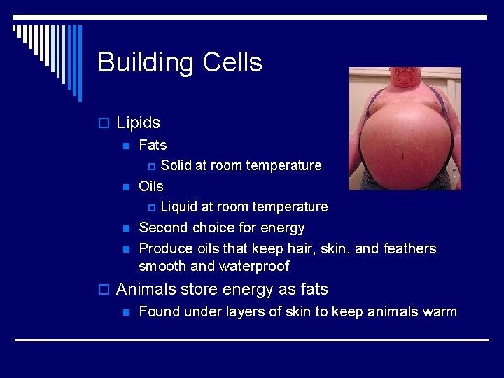 Building Cells o Lipids n Fats p Solid at room temperature n Oils p