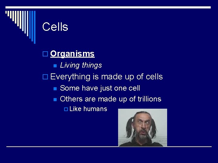 Cells o Organisms n Living things o Everything is made up of cells n