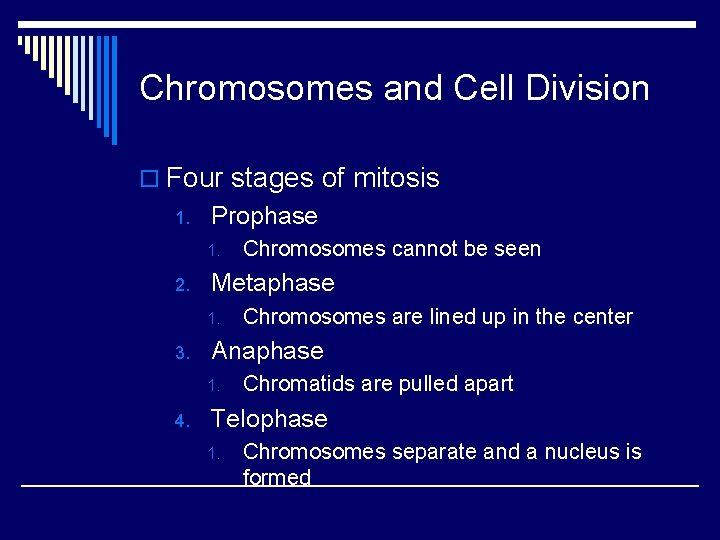 Chromosomes and Cell Division o Four stages of mitosis 1. Prophase 1. 2. Metaphase