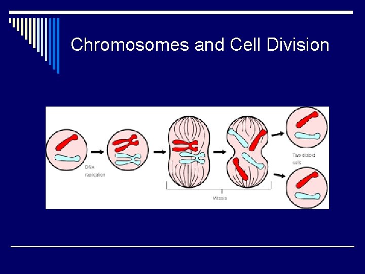 Chromosomes and Cell Division 