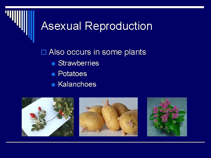 Asexual Reproduction o Also occurs in some plants n n n Strawberries Potatoes Kalanchoes