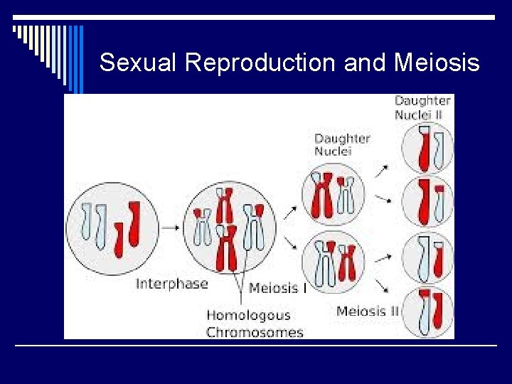 Sexual Reproduction and Meiosis 