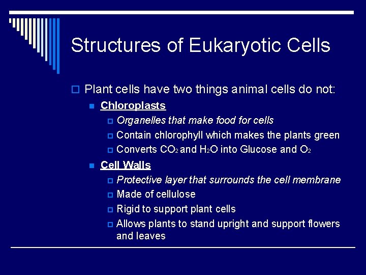 Structures of Eukaryotic Cells o Plant cells have two things animal cells do not: