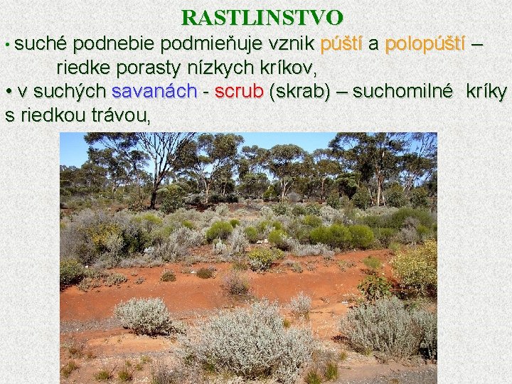 RASTLINSTVO • suché podnebie podmieňuje vznik púští a polopúští – riedke porasty nízkych kríkov,