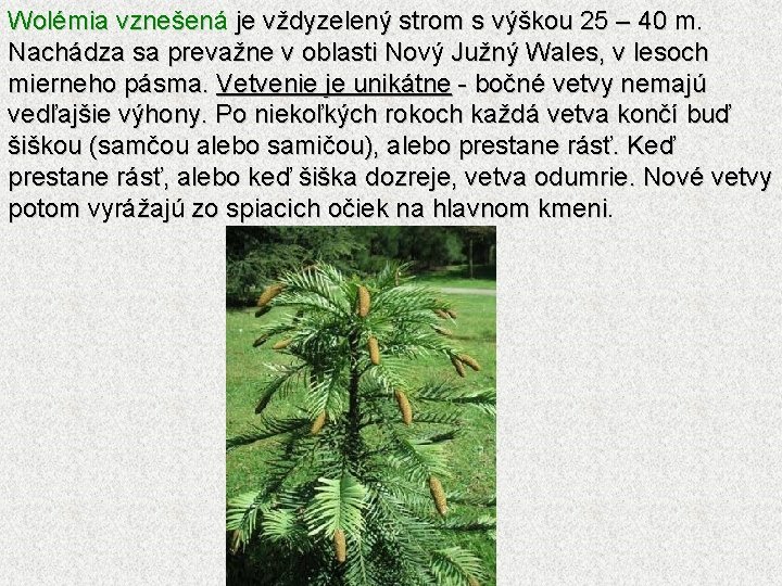 Wolémia vznešená je vždyzelený strom s výškou 25 – 40 m. Nachádza sa prevažne