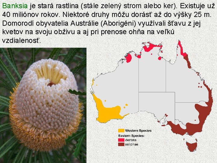 Banksia je stará rastlina (stále zelený strom alebo ker). Existuje už je stará rastlina