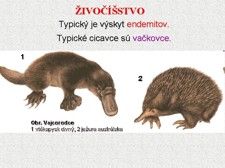 ŽIVOČÍŠSTVO Typický je výskyt endemitov. Typické cicavce sú vačkovce. 