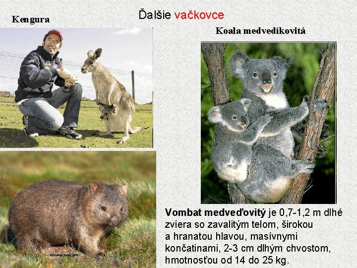 Kengura Ďalšie vačkovce Koala medvedíkovitá Vombat medveďovitý je 0, 7 -1, 2 m dlhé