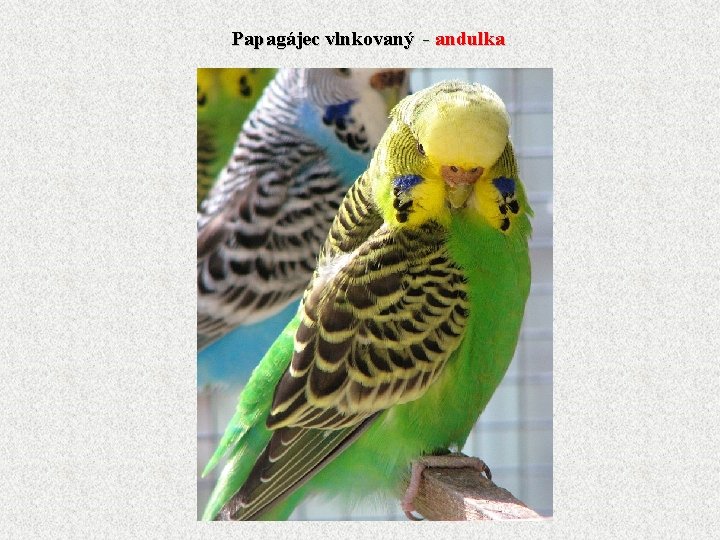 Papagájec vlnkovaný - andulka 