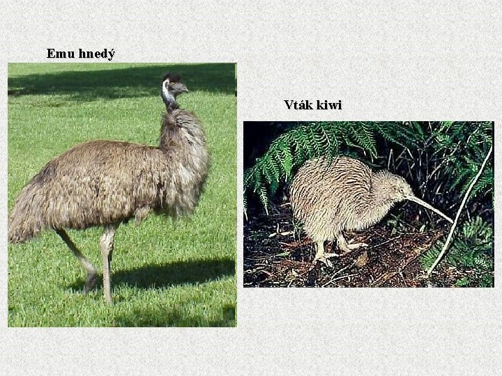 Emu hnedý Vták kiwi 