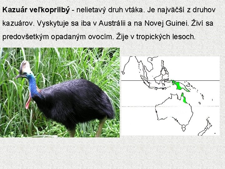 Kazuár veľkoprilbý - nelietavý druh vtáka. Je najväčší z druhov kazuárov. Vyskytuje sa iba