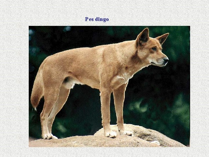Pes dingo 