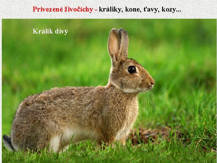 Privezené živočíchy - králiky, kone, ťavy, kozy. . . Králik divý 
