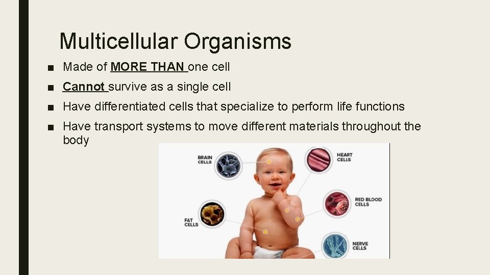 Multicellular Organisms ■ Made of MORE THAN one cell ■ Cannot survive as a