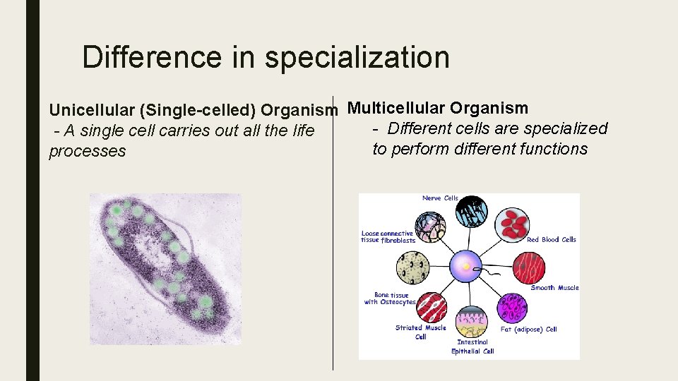 Difference in specialization Unicellular (Single-celled) Organism Multicellular Organism - Different cells are specialized -