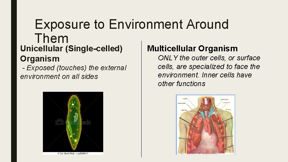 Exposure to Environment Around Them Unicellular (Single-celled) Organism - Exposed (touches) the external environment