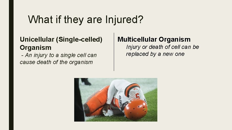 What if they are Injured? Unicellular (Single-celled) Organism - An injury to a single