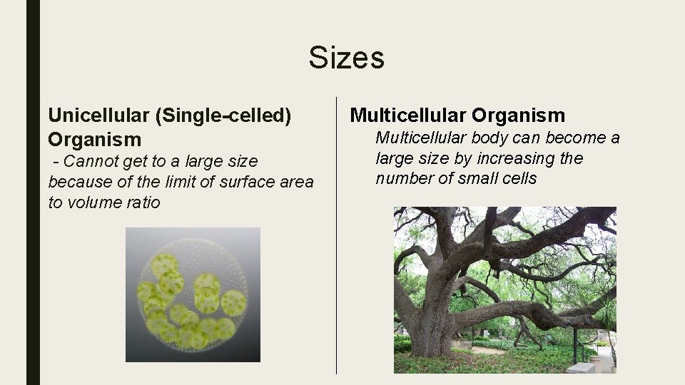 Sizes Unicellular (Single-celled) Organism - Cannot get to a large size because of the