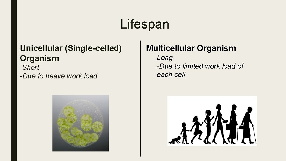 Lifespan Unicellular (Single-celled) Organism Short -Due to heave work load Multicellular Organism Long -Due