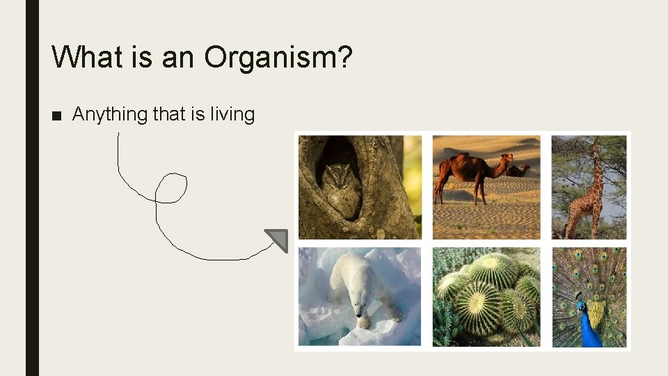 What is an Organism? ■ Anything that is living 