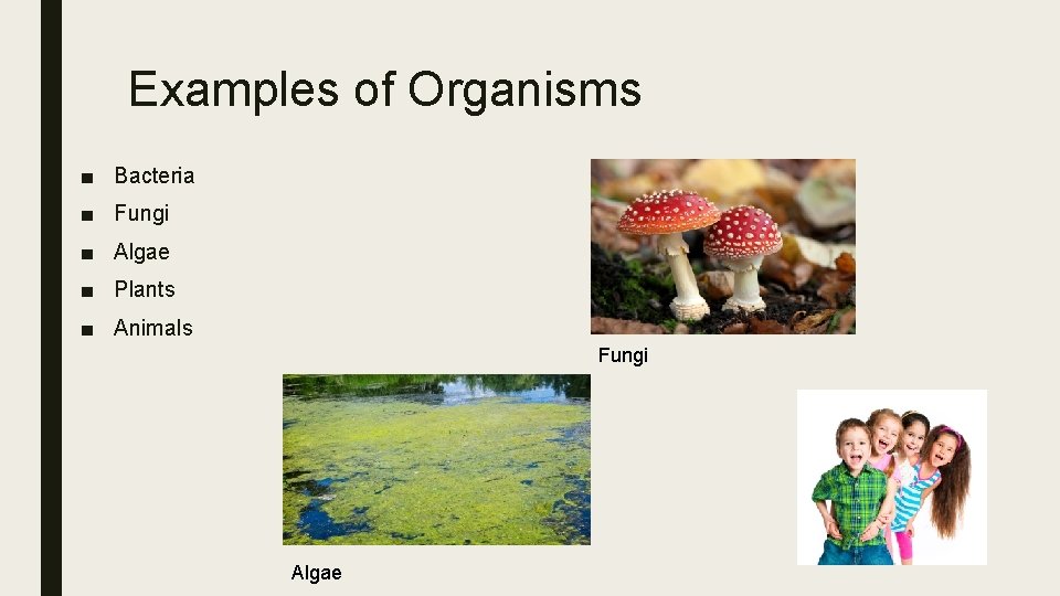 Examples of Organisms ■ Bacteria ■ Fungi ■ Algae ■ Plants ■ Animals Fungi