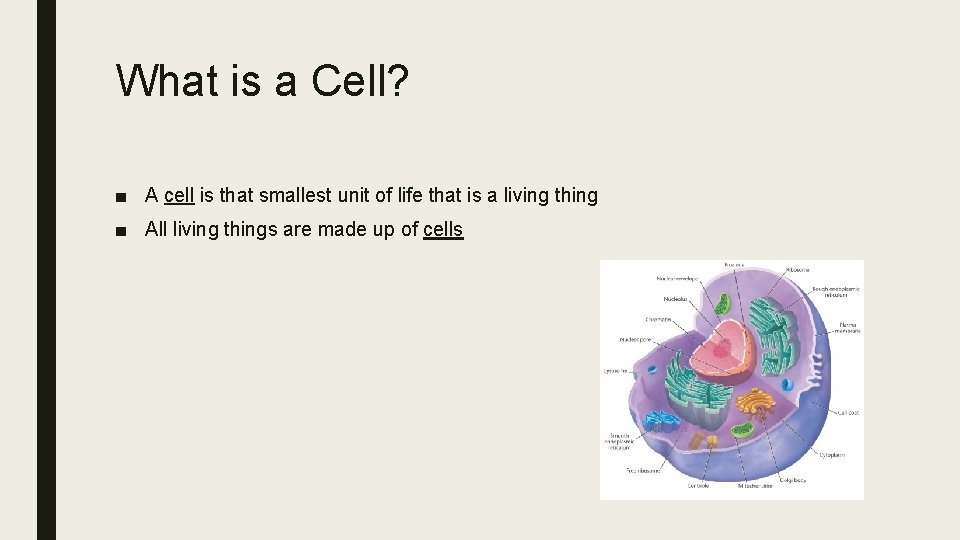 What is a Cell? ■ A cell is that smallest unit of life that