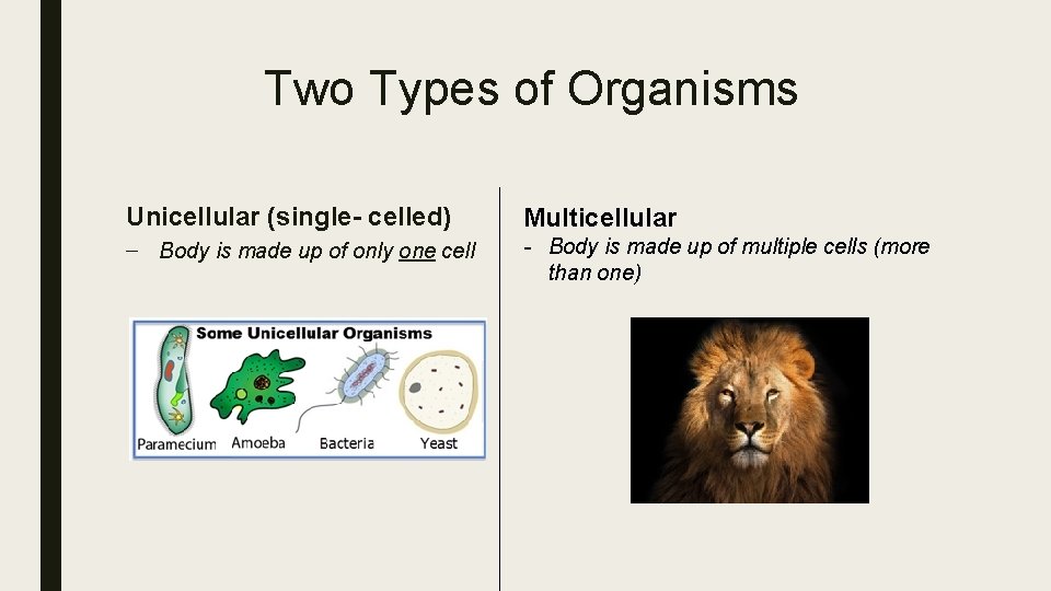 Two Types of Organisms Unicellular (single- celled) Multicellular – Body is made up of