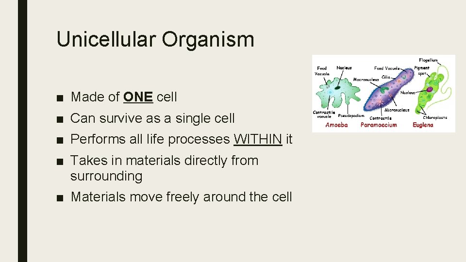 Unicellular Organism ■ Made of ONE cell ■ Can survive as a single cell