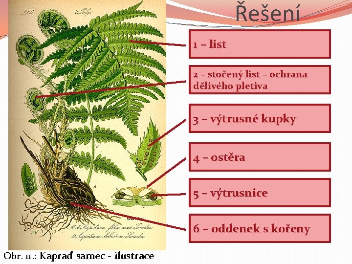 Řešení 1 – list 2 – stočený list – ochrana dělivého pletiva 3 –