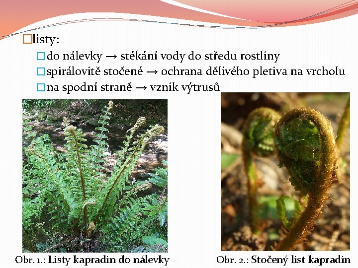 �listy: � do nálevky → stékání vody do středu rostliny � spirálovitě stočené →