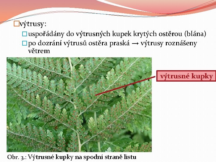 �výtrusy: � uspořádány do výtrusných kupek krytých ostěrou (blána) � po dozrání výtrusů ostěra