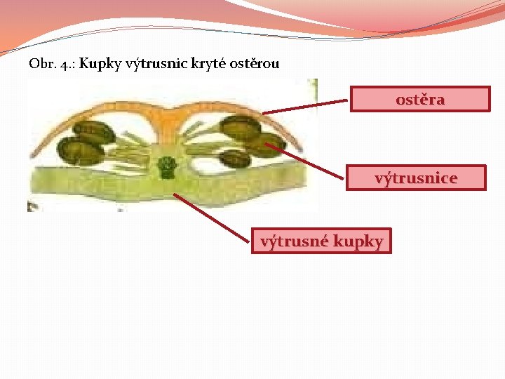 Obr. 4. : Kupky výtrusnic kryté ostěrou ostěra výtrusnice výtrusné kupky 