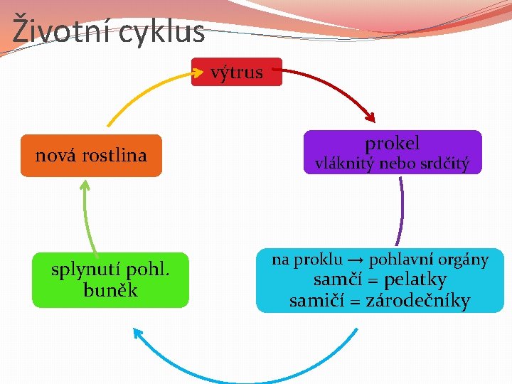 Životní cyklus výtrus nová rostlina splynutí pohl. buněk prokel vláknitý nebo srdčitý na proklu