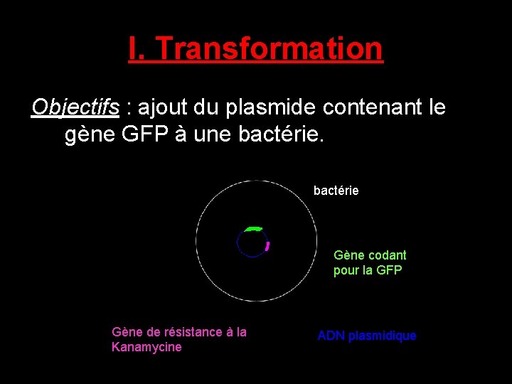 I. Transformation Objectifs : ajout du plasmide contenant le gène GFP à une bactérie