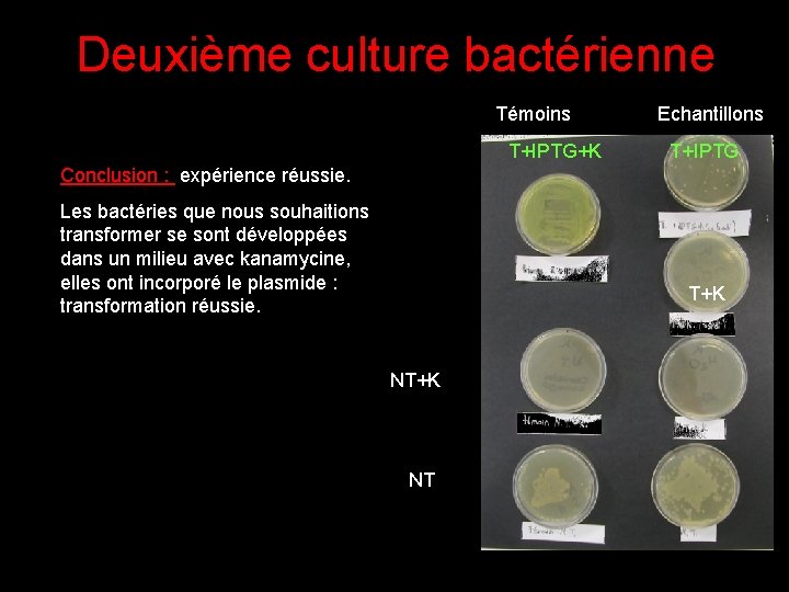 Deuxième culture bactérienne Témoins T+IPTG+K Echantillons T+IPTG Conclusion : expérience réussie. Les bactéries que