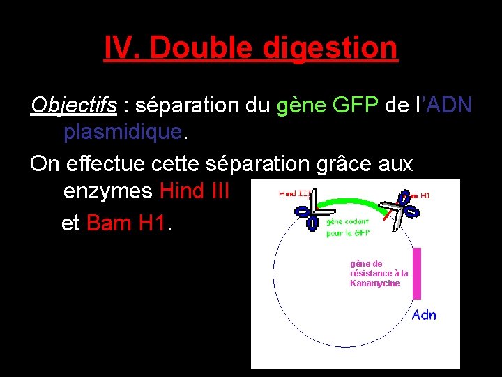 IV. Double digestion Objectifs : séparation du gène GFP de l’ADN plasmidique. On effectue