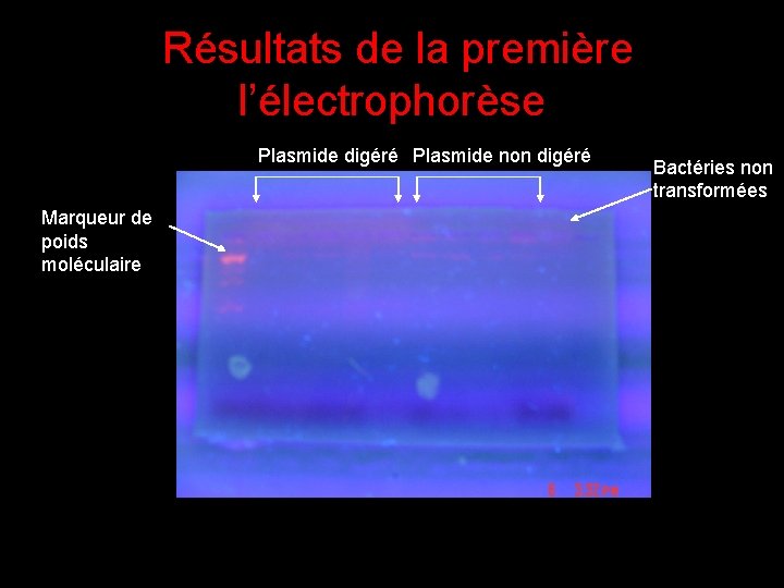 Résultats de la première l’électrophorèse Plasmide digéré Plasmide non digéré Marqueur de poids moléculaire