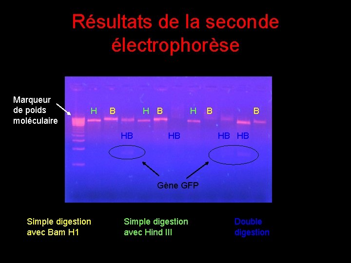 Résultats de la seconde électrophorèse Marqueur de poids moléculaire H B HB H HB