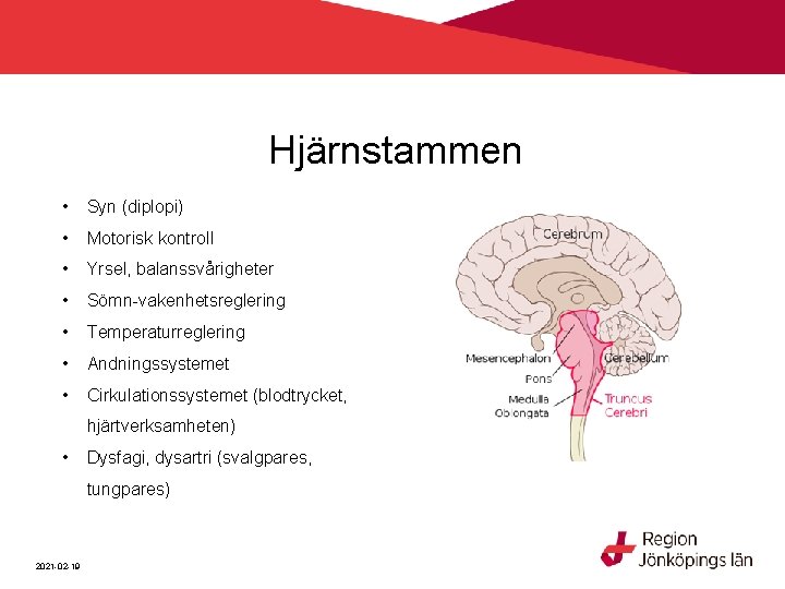 Hjärnstammen • Syn (diplopi) • Motorisk kontroll • Yrsel, balanssvårigheter • Sömn-vakenhetsreglering • Temperaturreglering