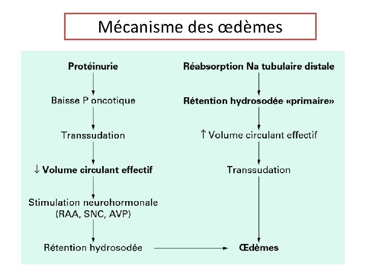 Mécanisme des œdèmes 