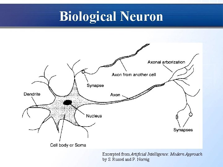 Biological Neuron Excerpted from Artificial Intelligence: Modern Approach by S. Russel and P. Norvig