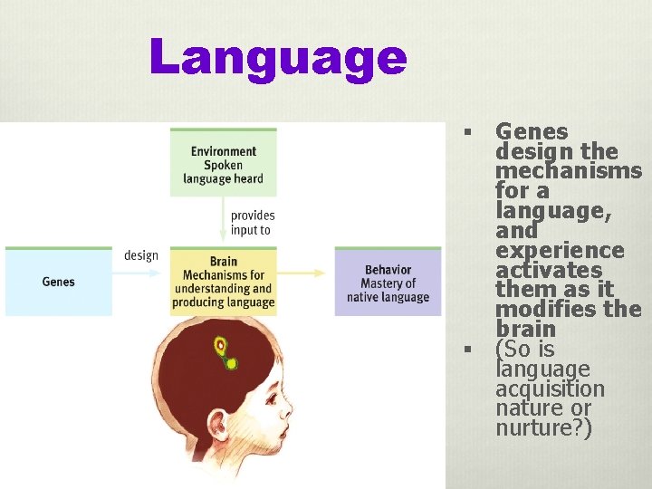 Language Genes design the mechanisms for a language, and experience activates them as it