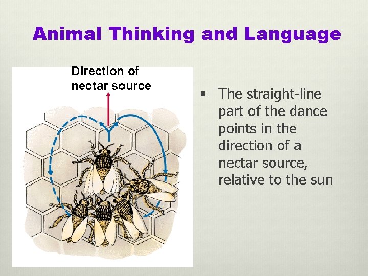 Animal Thinking and Language Direction of nectar source § The straight-line part of the