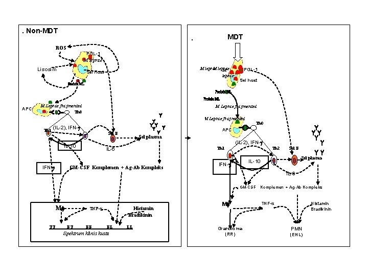. Non-MDT . MDT ROS PGL-1 M leprae Lisosim M leprae M Sel host