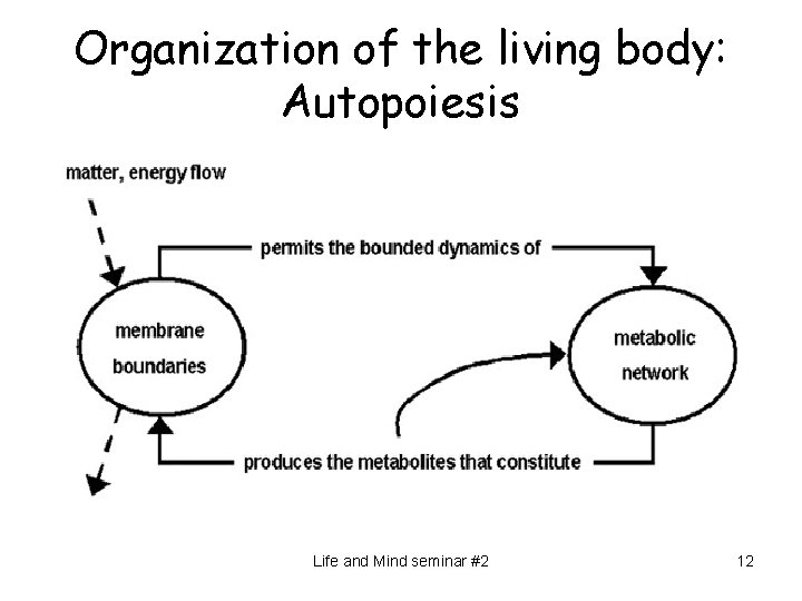 Organization of the living body: Autopoiesis Life and Mind seminar #2 12 