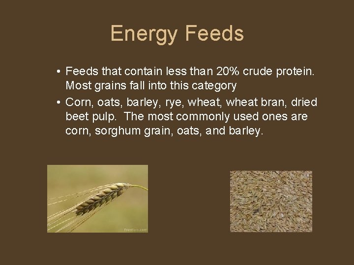 Energy Feeds • Feeds that contain less than 20% crude protein. Most grains fall